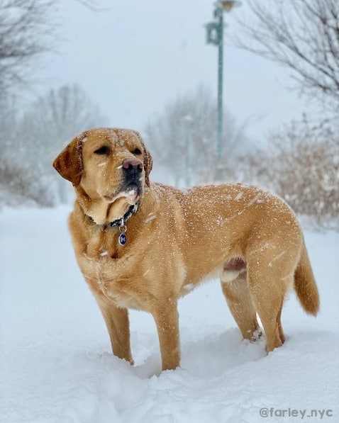 foto de cachorro labrador na neve