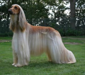 Cachorro Peludo: +21 Raças de Todos os Portes e Cuidados!