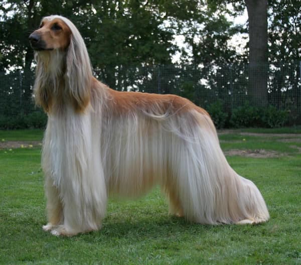 raca de cachorro de pelo longo e liso