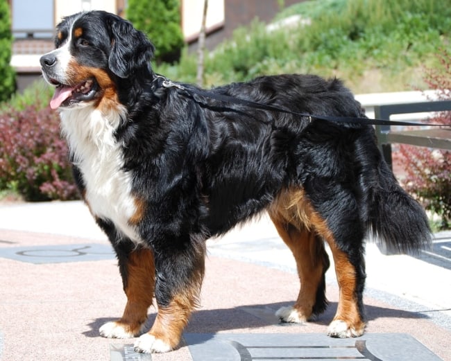 cachorro grande Bernese