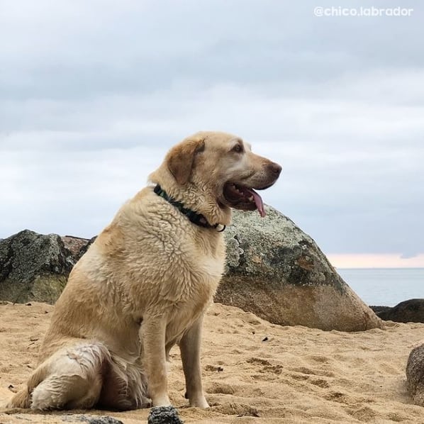 foto de labrador na praia