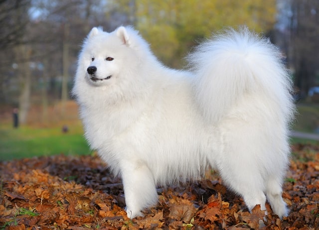 cachorro de pelo grande e branco