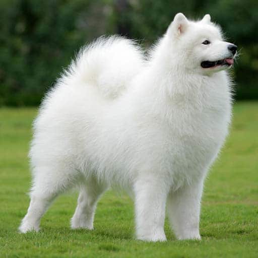 cachorro peludo e branco