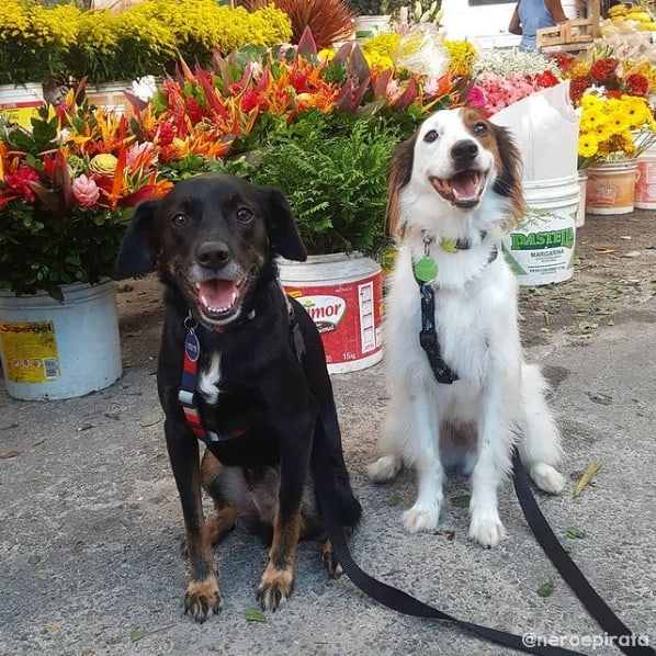 fotos de cachorros no instagram
