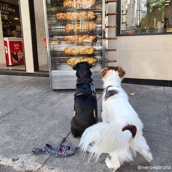 fotos de cachorros no instagram