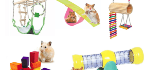 Brinquedos Hamsters