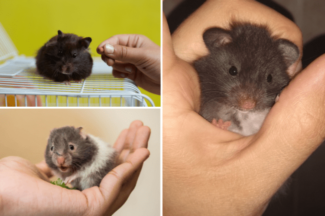 hamster sírio