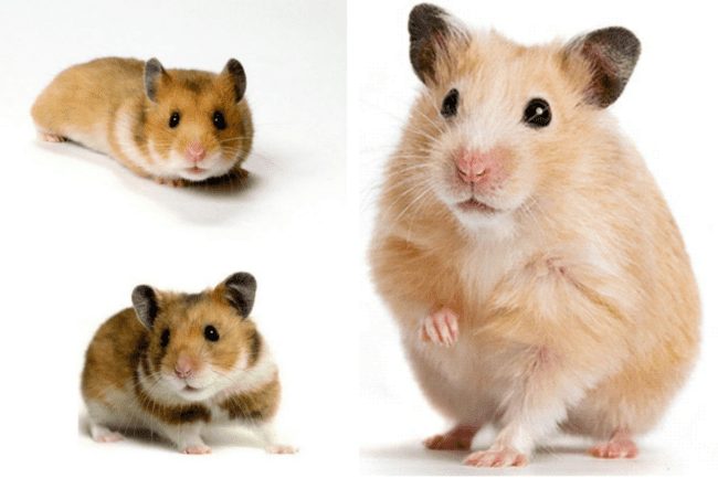 hamster sírio