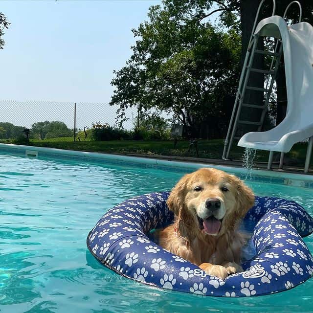Golden Retriever na piscina