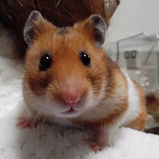 hamster de estimacao