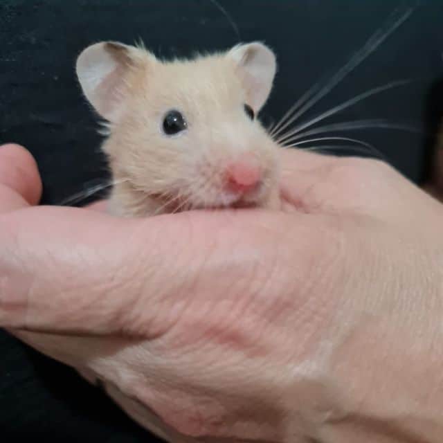 hamster pequeno
