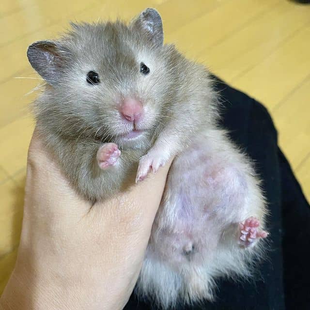 hamster sirio fofo