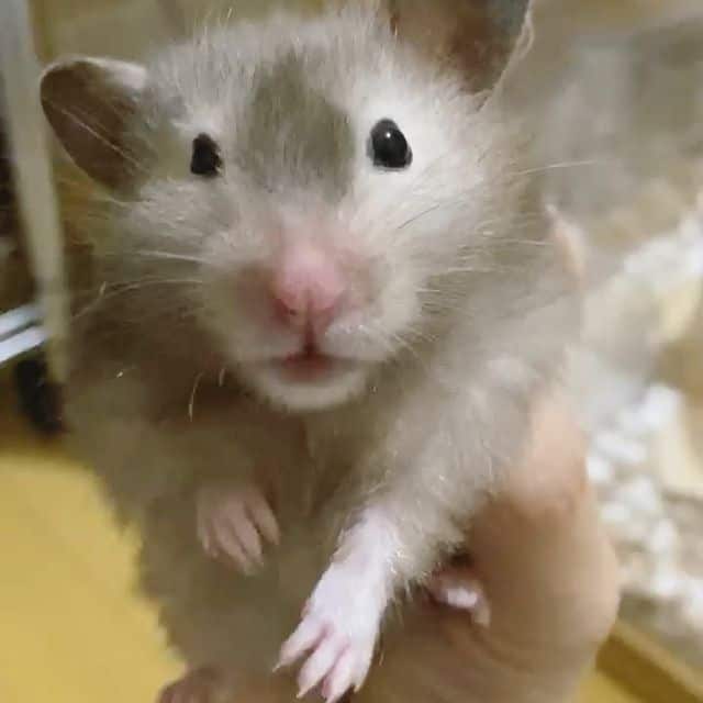 hamster sirio simpatico