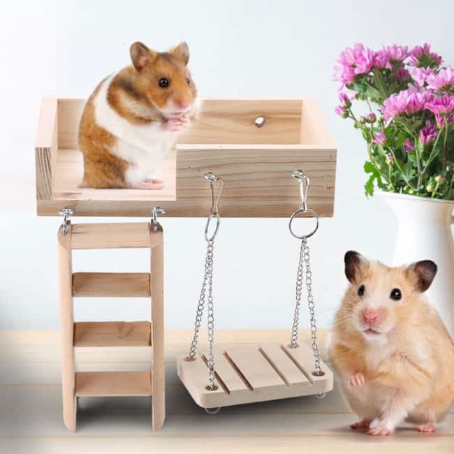 kit madeira hamster