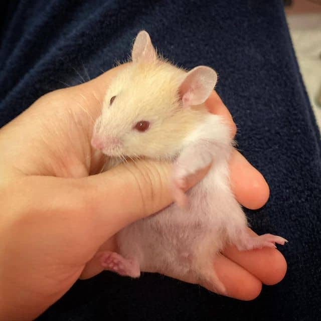 lindo hamster pequeno