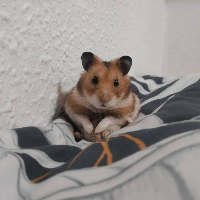 lindo hamster