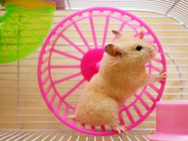 roda brinquedos para hamster