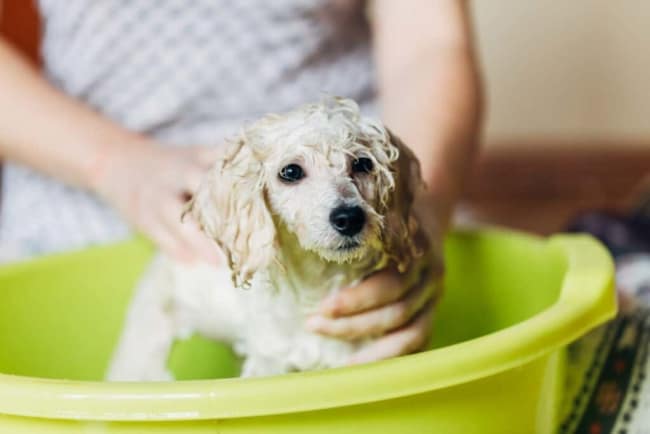 cuidados e higiene de poodle