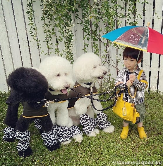 conta no instagram com fotos de poodle gigante