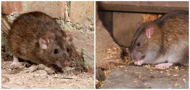 riscos e perigos de ratos