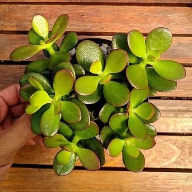 planta jade como cuidar