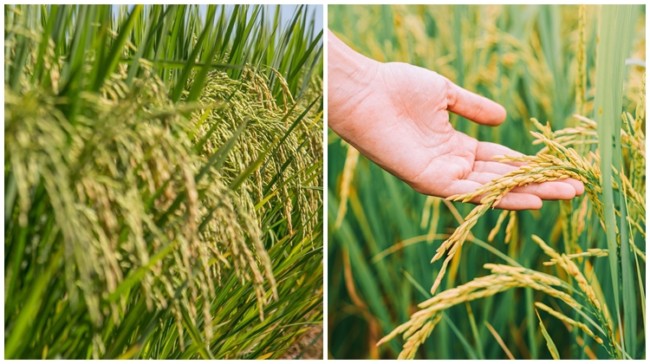 1 vantagens da plantacao de arroz
