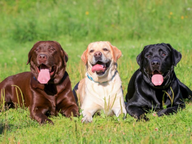 10 raca de cachorro inteligente Labrador