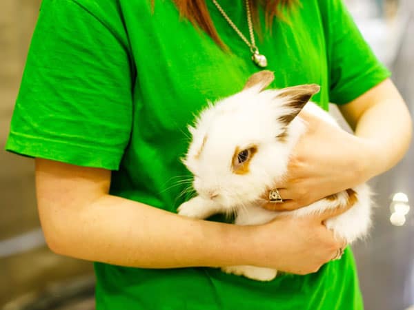 11 cuidados com saude de coelho leao