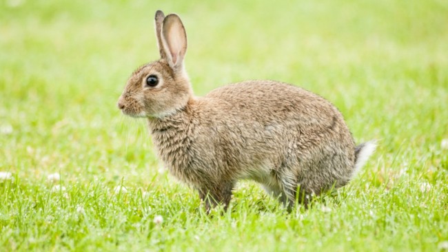 3 lista de nomes simples para coelhos