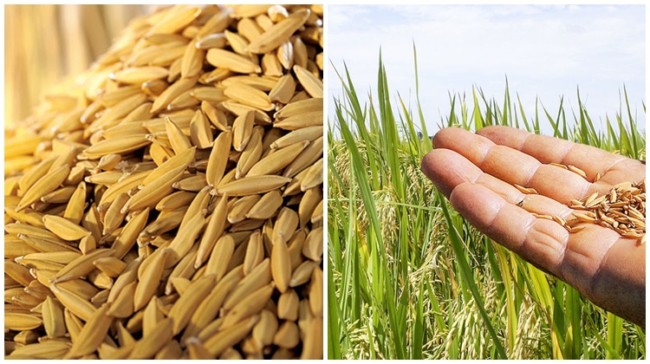 4 dicas para ter boa produtividade na plantacao de arroz