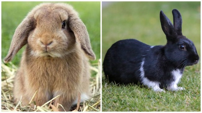 4 nomes faceis para coelhos