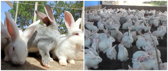 5 dicas e informacoes sobre criacao de coelhos