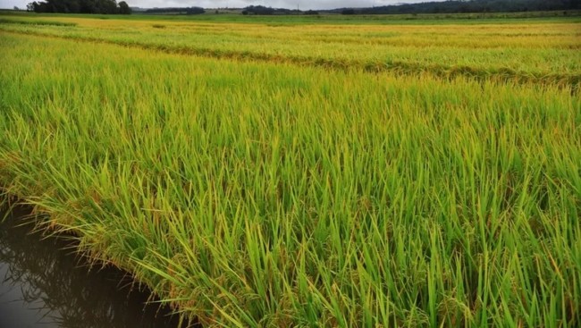 5 dicas sobre plantacao de arroz