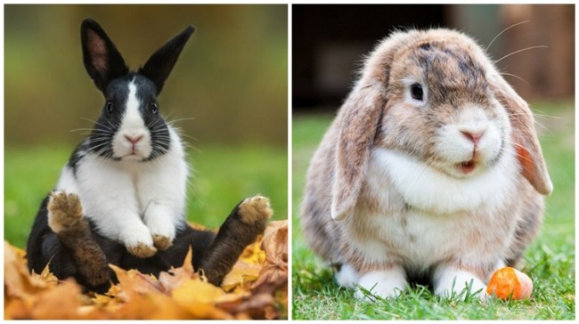 6 nomes diferentes para coelhos