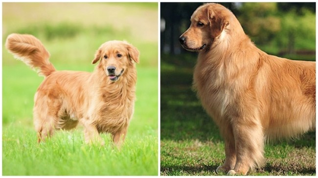 8 raca de cachorro inteligente Golden Retriever