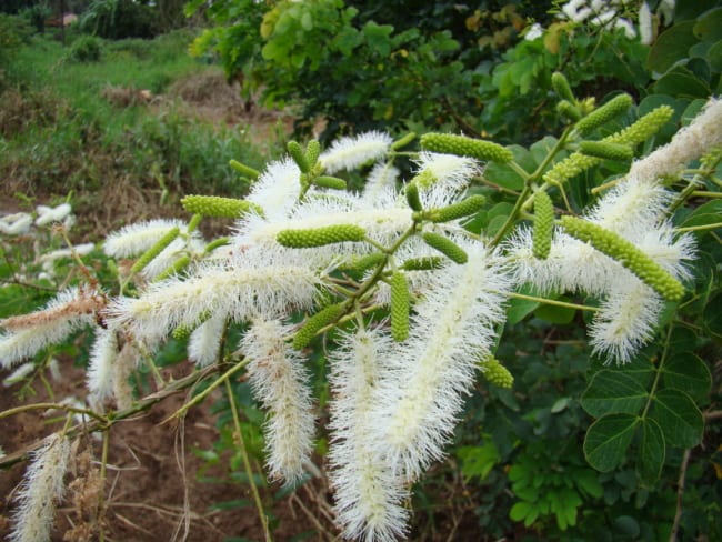 Mimosa caesalpiniaefolia 1