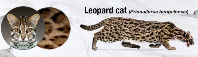 cores bengal leopardo asiatico cores
