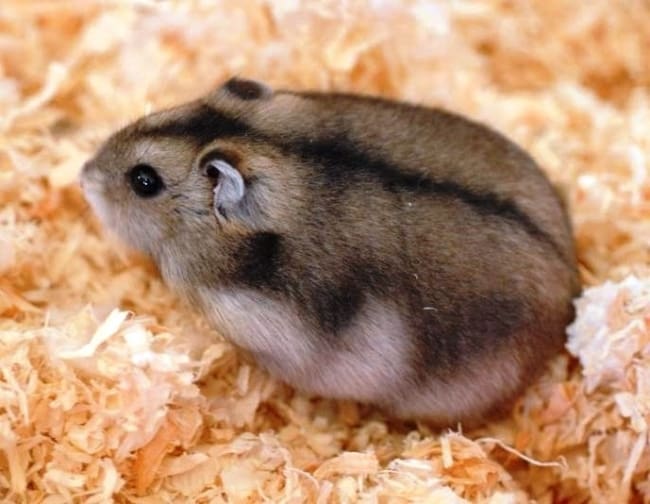 1 caracteristicas de hamster anao russo