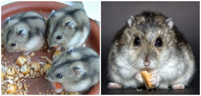 10 alimentacao de hamster anao russo