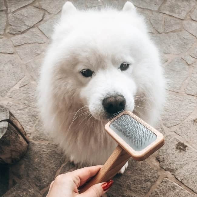 11 dicas de higiene com cachorro samoieda
