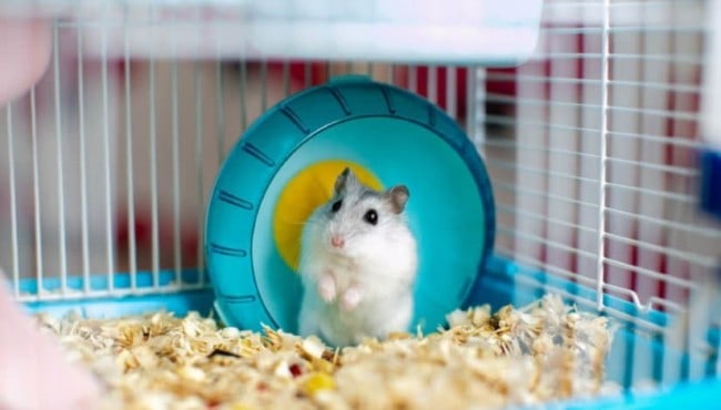 11 dicas de higiene para gaiola de hamster