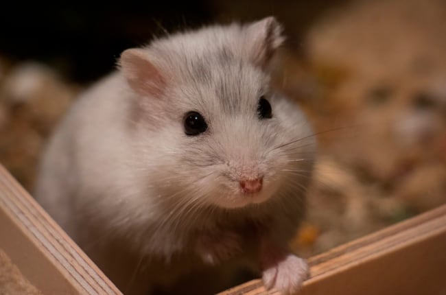 12 cuidados com hamster anao russo