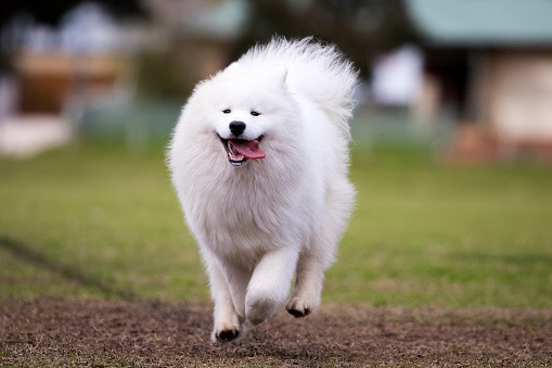 14 dicas de espaco e atividades com cachorro samoieda