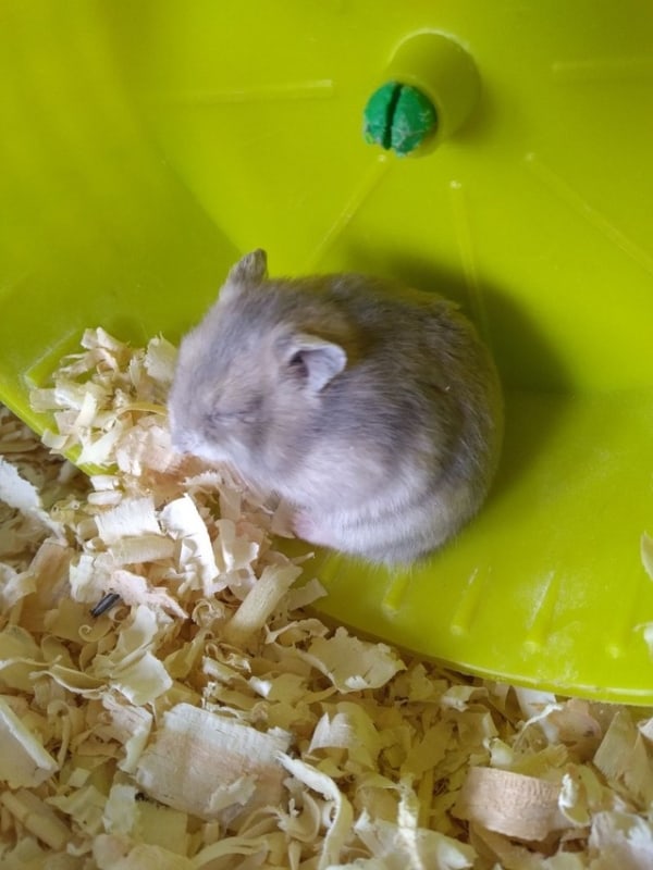 14 dicas e cuidados com hamster anao russo