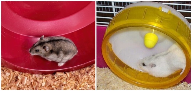 15 exercicios para hamster anao russo