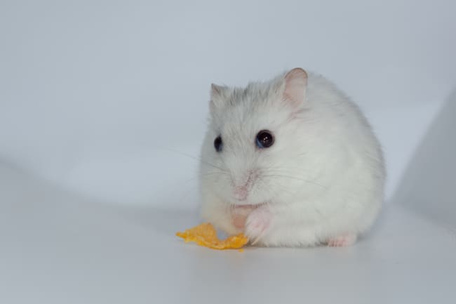 17 hamster anao russo branco