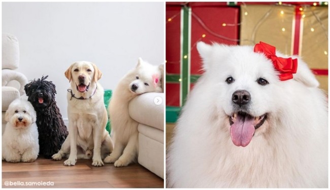 19 instagram com fotos de cachorros