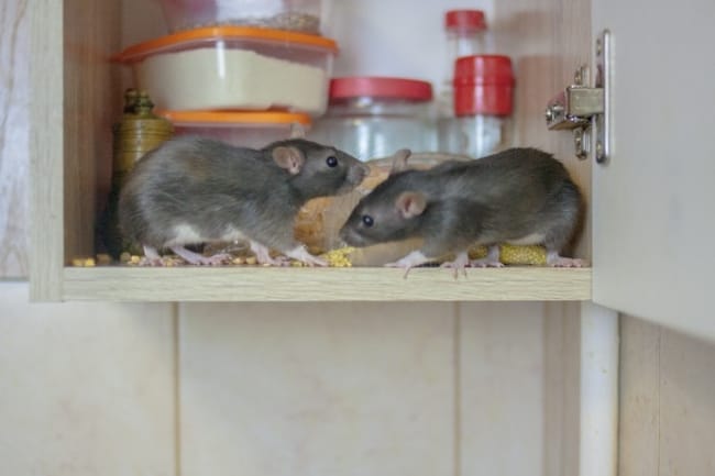 2 riscos de infestacao de ratos