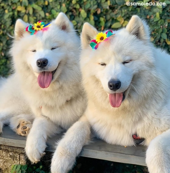 21 fotos de cachorras no instagram