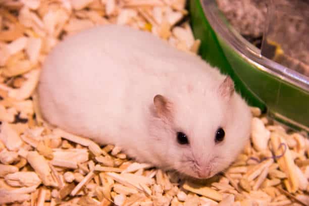 22 hamster anao russo de pelagem branca
